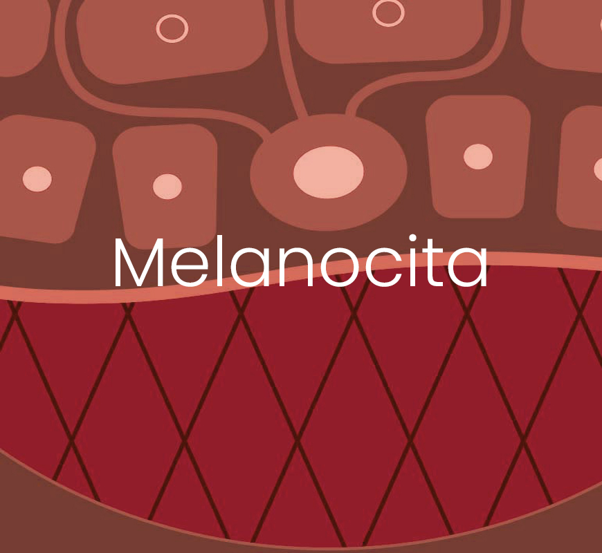 La strategia MyCli per la modulazione del melanocita