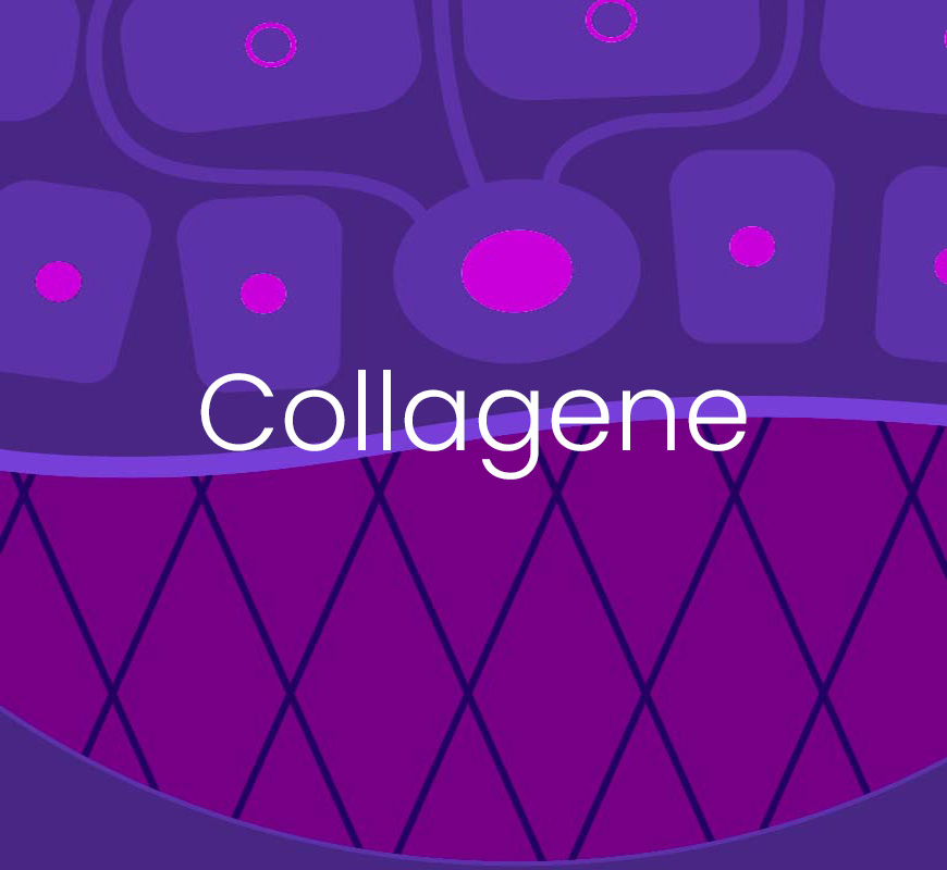 La strategia MyCli per difendere e stimolare il collagene dermico