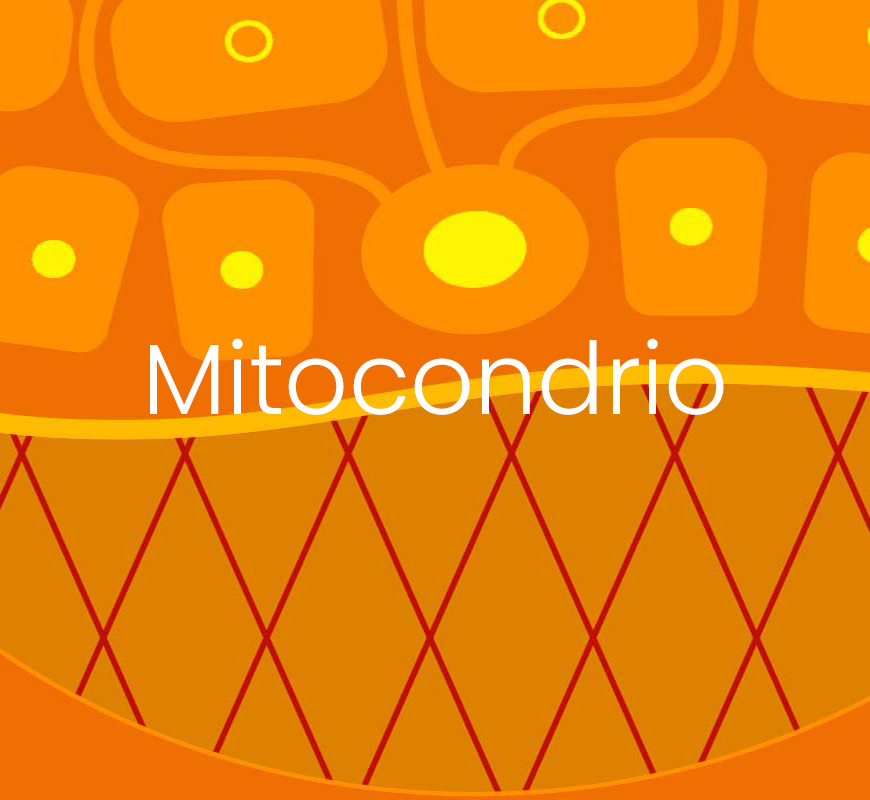 La strategia MyCli per attivare il mitocondrio e i fibroblasti