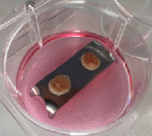 Campioni di pelle utilizzati per testare l'efficacia di Liftable Exoserum